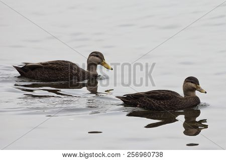 A Pair Of American Black Duck, Anas Rubripes In Quiet Scene