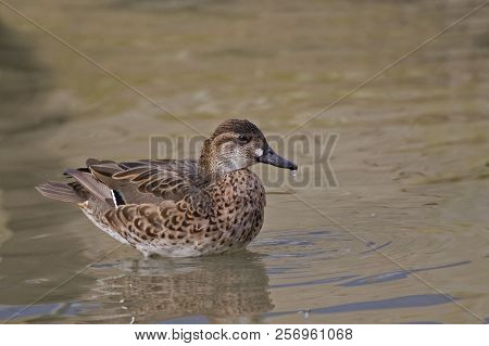 A Female Baikal Teal, Anas Formosa On Water