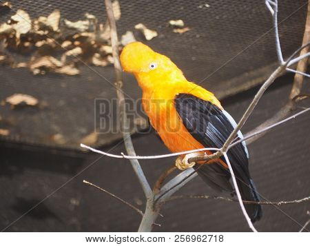 Andean Cock-of-the-rock (scientific Name: Rupicola Peruvianus), Also Known As Tunki