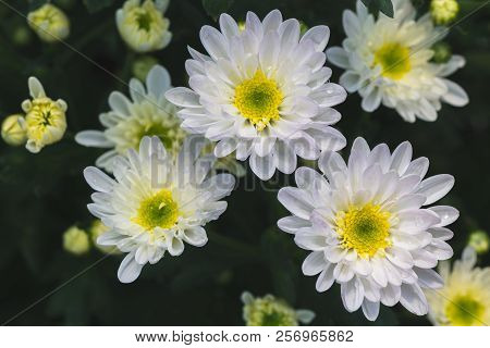 Closed Up Of White Chrysanthemum Flower