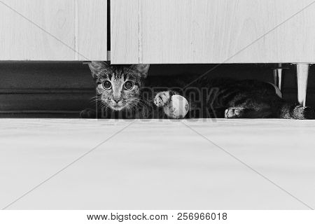 The Cat Lies Under The Cupboard Black And White