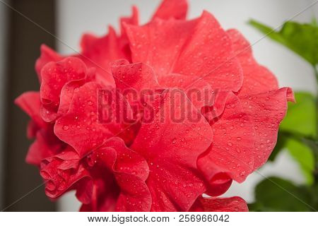Best Photo Of Red Flower With High Focus