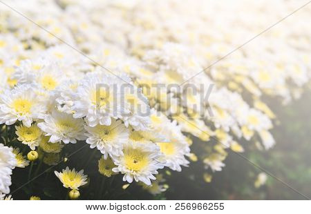 White Chrysanthemum Flower With Yellow Center
