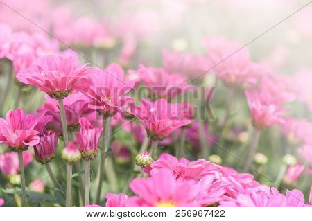 Pink  Chrysanthemum Flower In Garden