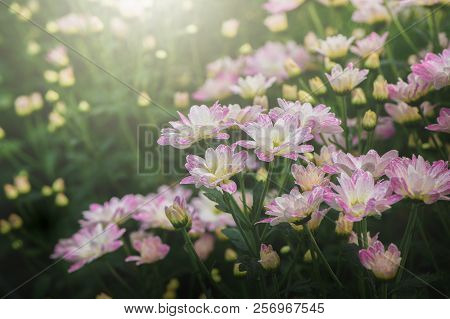 Pink And White Chrysanthemum Flower In Garden,