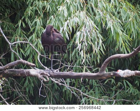Photography Of A Puna Ibis (scientific Name: Plegadis Ridgwayi)