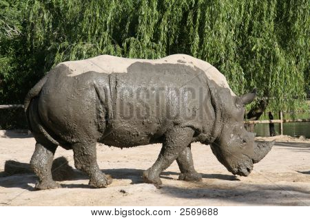 Rhino nach ein Moorbad