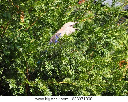 Photography Of A Blue-bellied Roller (scientific Name: Coracias Cyanogaster)