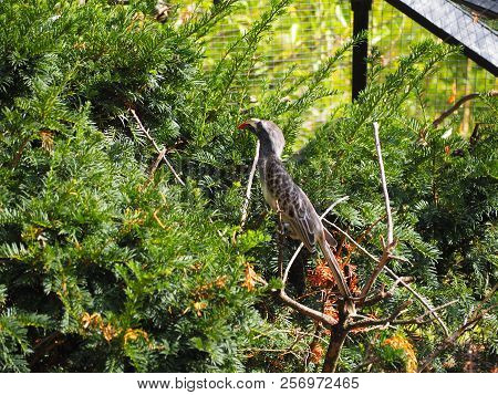 Photography Of An African Grey Hornbill (scientific Name: Lophoceros Nasutus)