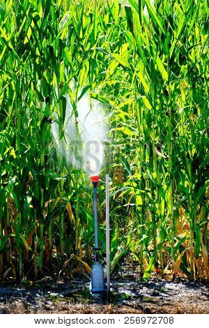 Sprinkers irrigating corn crops green lush field farming grains