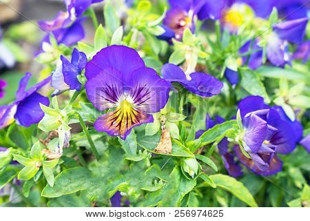 Flowers Viola Tricolor Pansy On A Natural Background