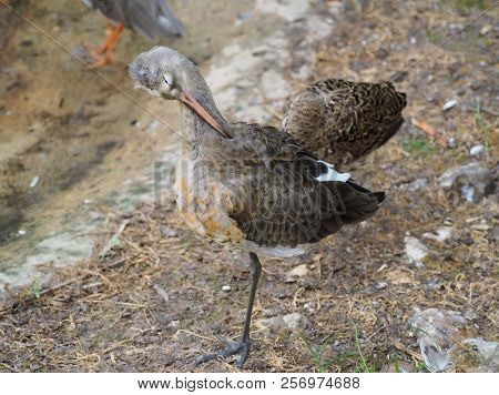 Photography That Is Showing A Curlew Bird