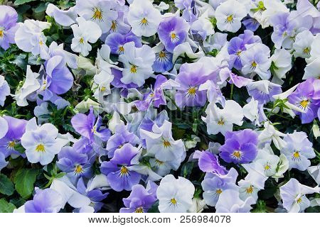 Background With Viola Tricolor Blooming Flowers. Johnny Jump Up, Heartsease Flowers.