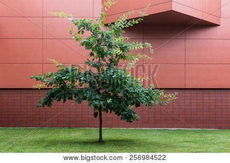 Single Young Oak Green Tree On The Background Of Red Wall.