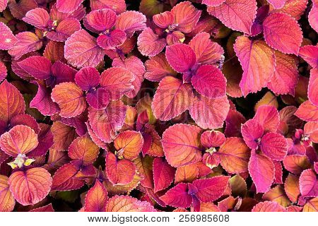 Purple Coleus. Background With Lush Pink Coleus Plant Carpet In The Garden.