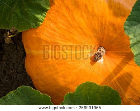Big Orange Pumpkins Growing In The Garden. Growing Pumpkins. Pumpkin Plant. Pumpkin In Rural Scene. 