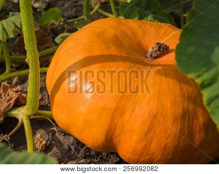 Ripe Orange Flat-shaped Pumpkin Lies On A Vegetable Garden In A Natural Environment. Fresh, Ripe, Pu
