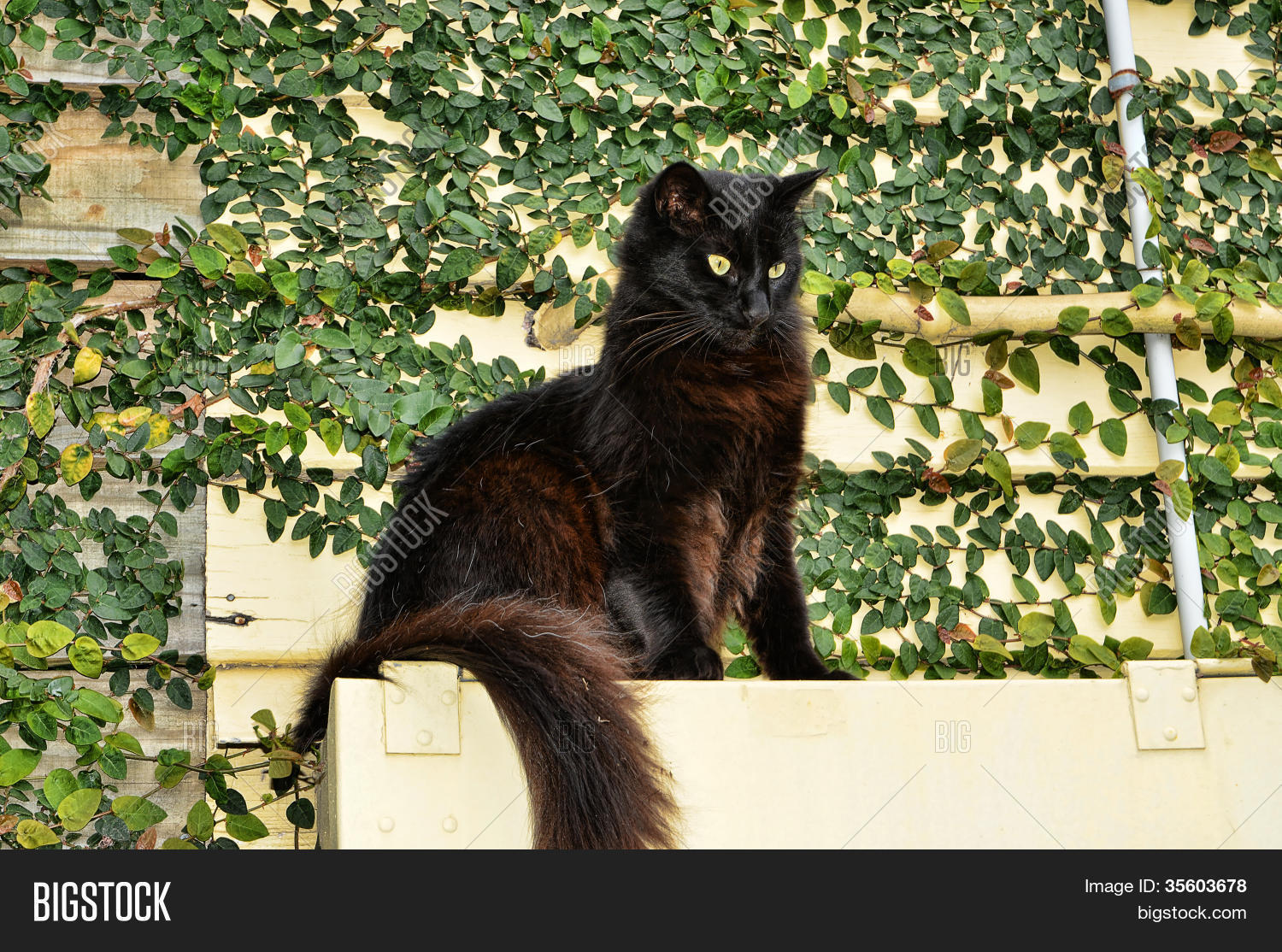 Black Cat On Ledge Image & Photo (Free Trial) Bigstock