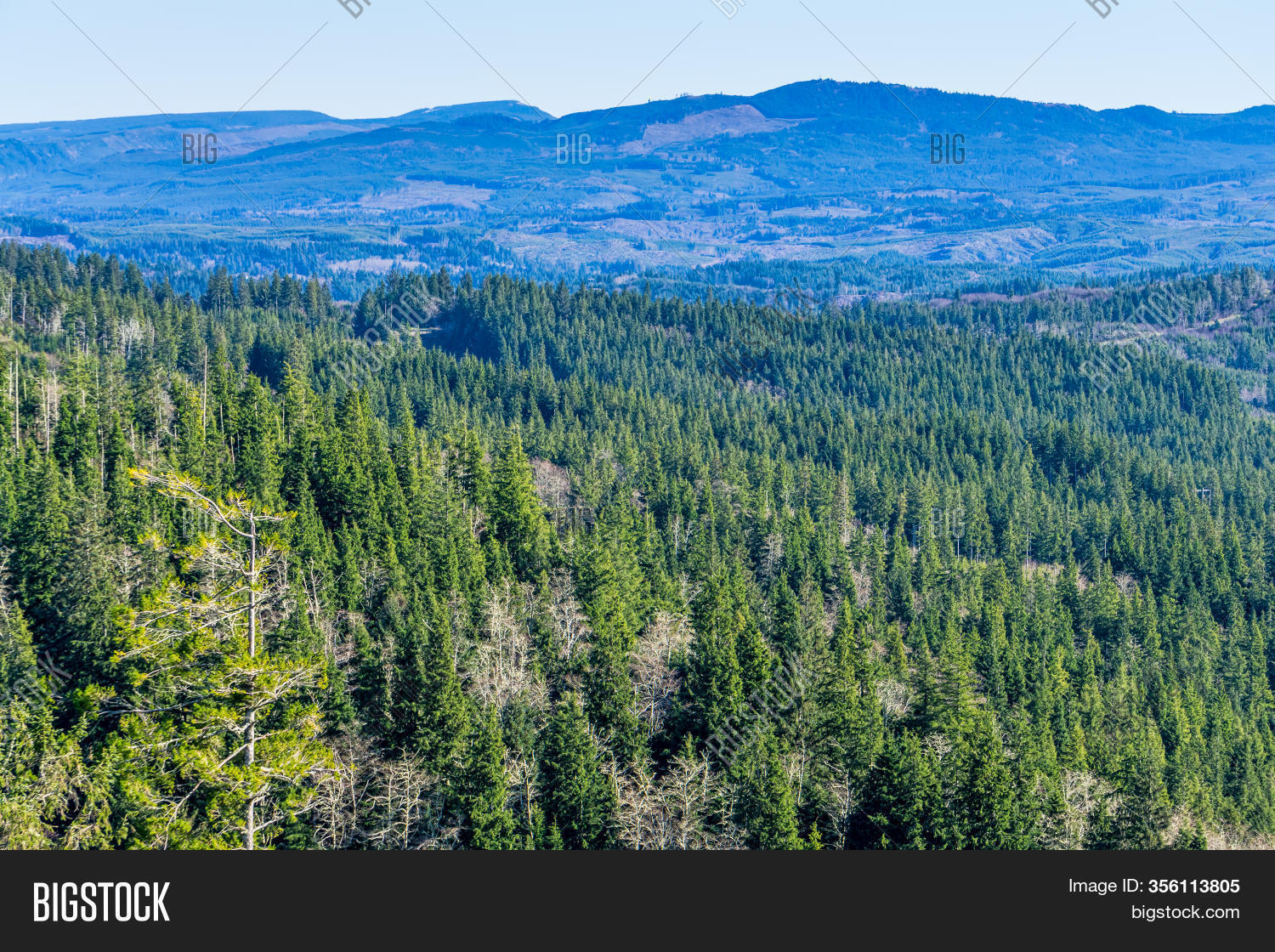 View Evergreen Trees Image & Photo (Free Trial) Bigstock