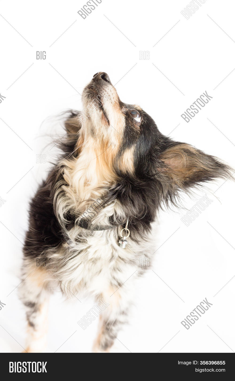 Small Dog Big Ears Image & Photo (Free Trial) Bigstock