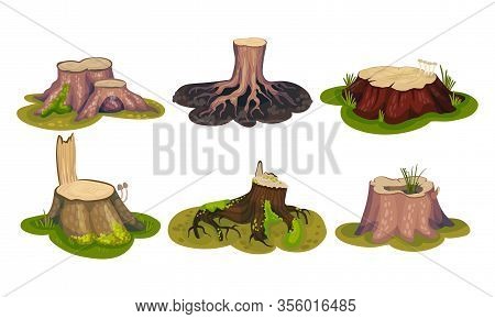 Freshly-cut Stubs And Moss-covered Stumps Standing On Green Patch Vector Set