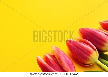 Pink Tulips In Coner On Yellow Background With Copy Space