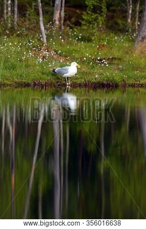 The Lesser Black-backed Gull (larus Fuscus) Sitting In The Forest.