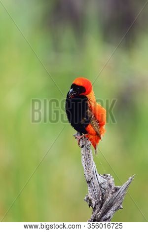 The Southern Red Bishop Or Red Bishop (euplectes Orix) Sitting On The Branch With Green Background. 