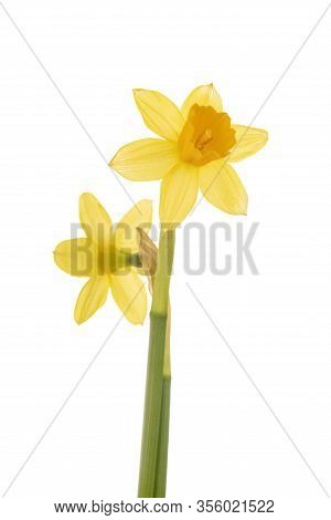 Narcissus Jonquilla In Front Of White Background