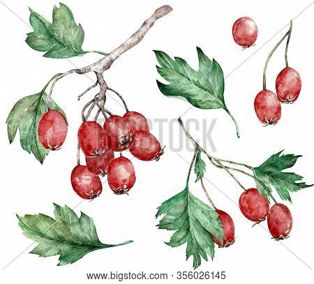 Watercolor Illustration Of Hawthorn - Shrub Or Small Tree Of The Genus Crataegus, Its Red Berries An