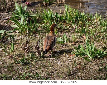 Nile Goose Invasive Species In The Appleres River In Madrid