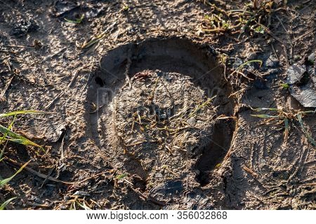 Footprint Of A Horseshoe On Wet Soft And Muddy Ground