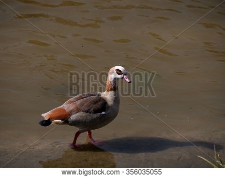 Nile Goose Invasive Species In The Appleres River In Madrid