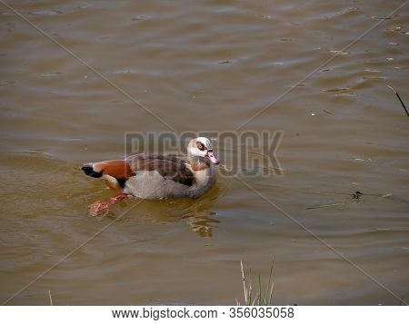 Nile Goose Invasive Species In The Appleres River In Madrid
