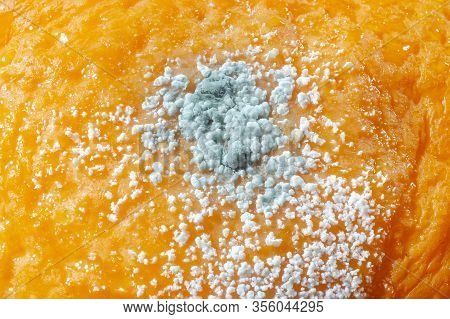 Rotten Citrus. Penicillium Mold On An Orange Fruit. Microscopic Fungi Producing Penicillin Antibioti