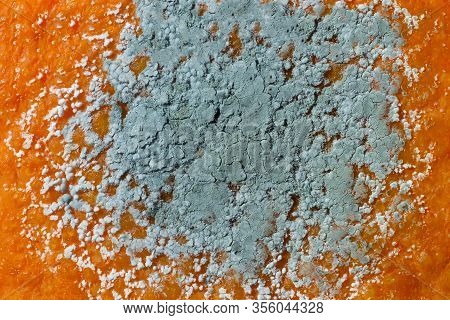 Penicillium Mold On An Orange Fruit, Macro Photo. Microscopic Fungi Producing Penicillin Antibiotic