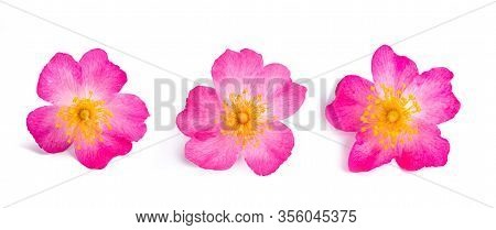 Dog Rose (rosa Canina) Isolated On White Background