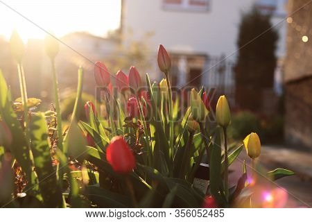 Amazing Garden Tulips In The Garden With Sun Beams During Golden Hour. Typical Tulipa In Shadows Of 