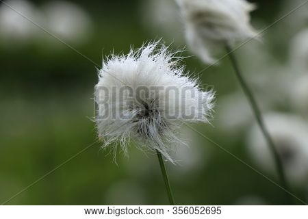 Small White Wad On Simple Green Stem. Eriophorum Vaginatum In Green Vegetation. Tussock Cottongrass,