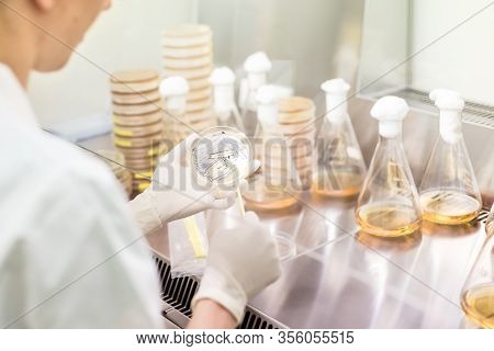 Female Scientist Working With Laminar Flow At Corona Virus Vaccine Development Laboratory Research F