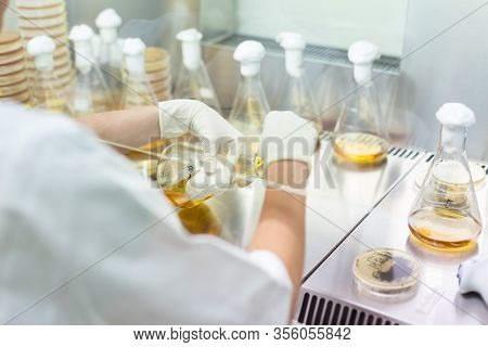 Female Scientist Working With Laminar Flow At Corona Virus Vaccine Development Laboratory Research F