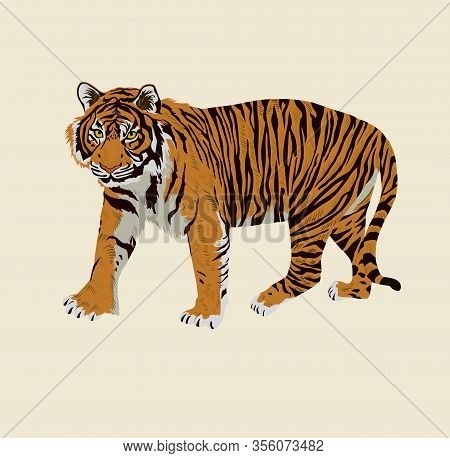 Sumatrian Endangerd Tiger Watercolor Illustration Hand Drawn