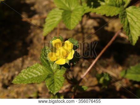 Yellow Flower Duchesnea Indica , Sometimes Called Roseberry, Indian Strawberry, Or Fake Roseberry.lo