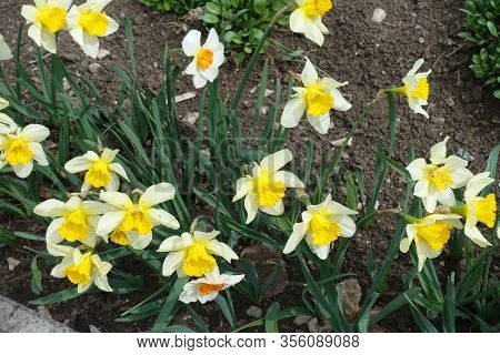 Bright Colorful Flowers Of Narcissuses In Mid April