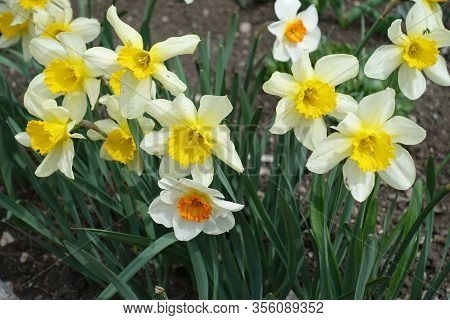 White, Yellow And Orange Flowers Of Narcissuses In Mid April