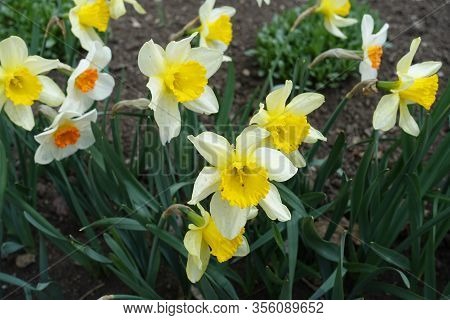 Yellow And White Flowers Of Narcissuses In Mid April