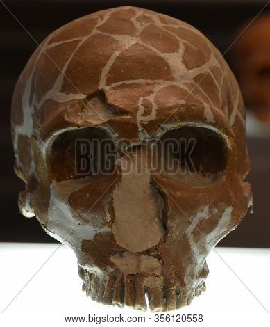 Tblissi  Georgia 09 08 19: Skull Of The Homo Sapiens Neanderthalensis Are An Extinct Species Or Subs