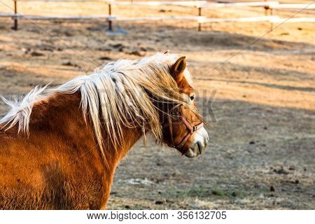 Wild Horse In Nature In The Sunset Light. Horse Farm Located In Valea Sipotului, Romania