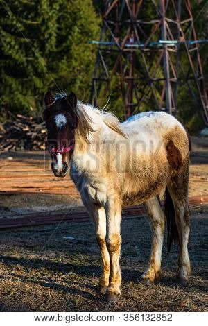 Wild Horse In Nature In The Sunset Light. Horse Farm Located In Valea Sipotului, Romania