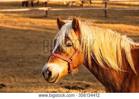 Wild Horse In Nature In The Sunset Light. Horse Farm Located In Valea Sipotului, Romania